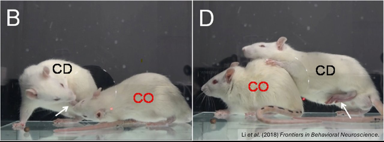 Rats allogrooming